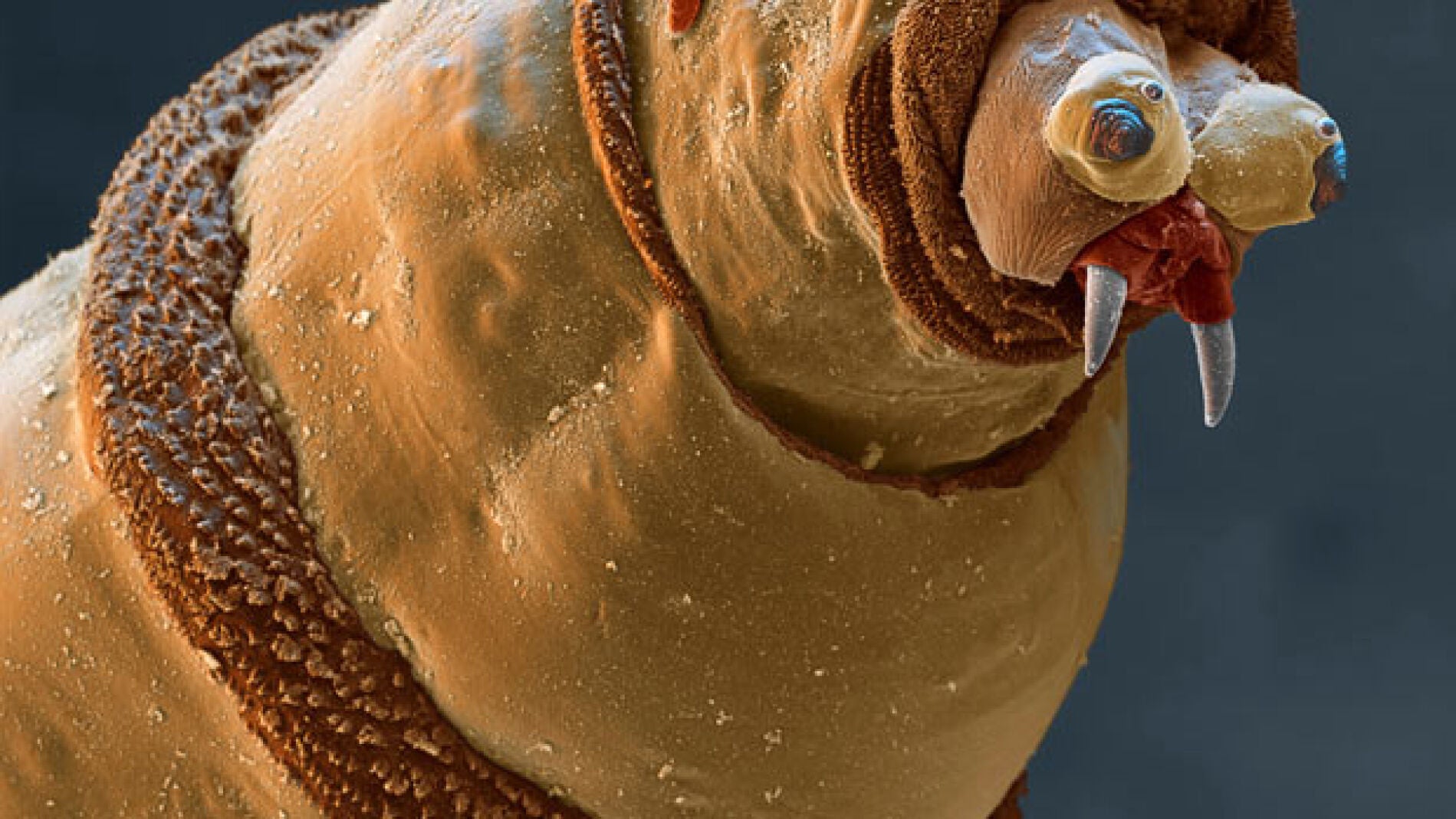 Insectos y ara&ntilde;as con todo detalle