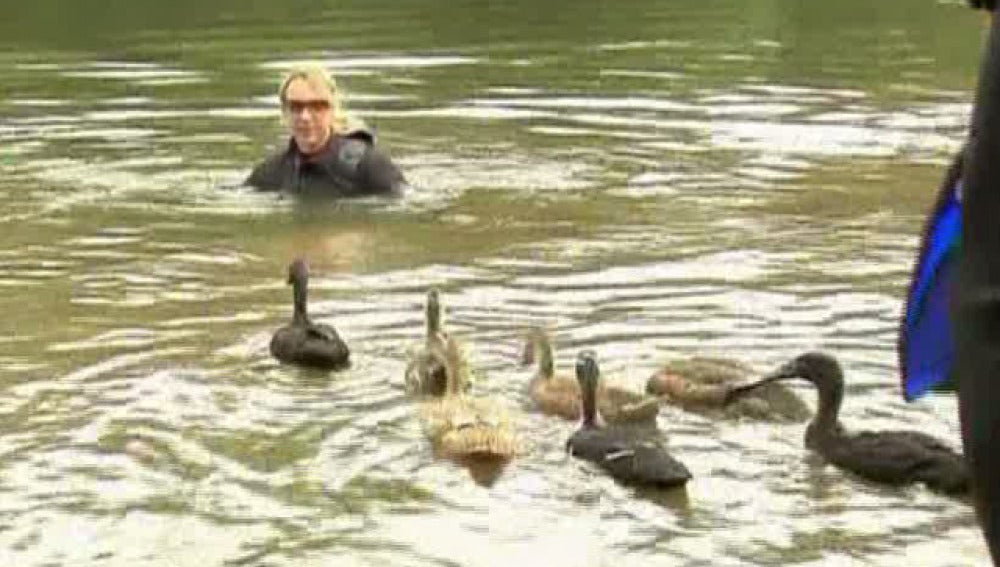 7 patos darán la vuelta a Alemania