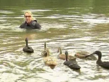 7 patos darán la vuelta a Alemania