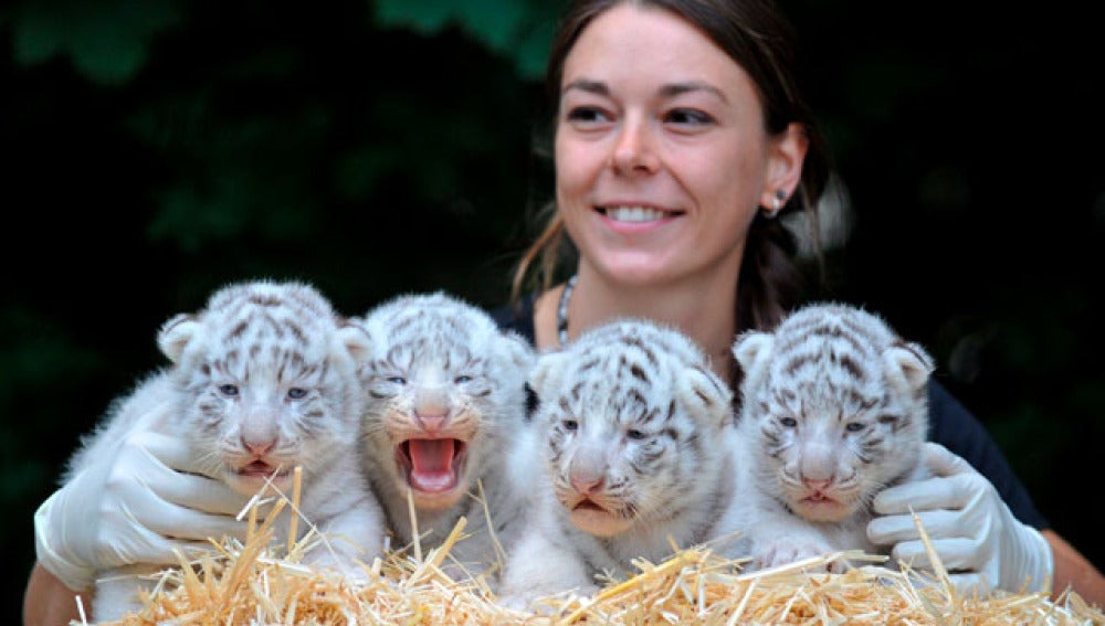 Tigres blancos en Alemania