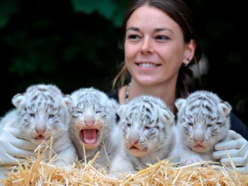 Tigres blancos en Alemania