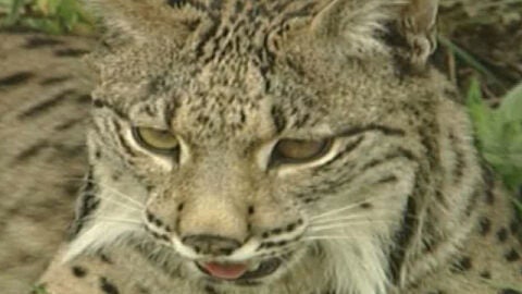 Ejemplar de lince ib&eacute;rico