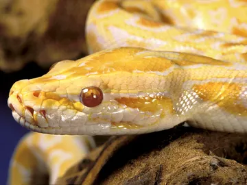 Pitón albina Pitón albina