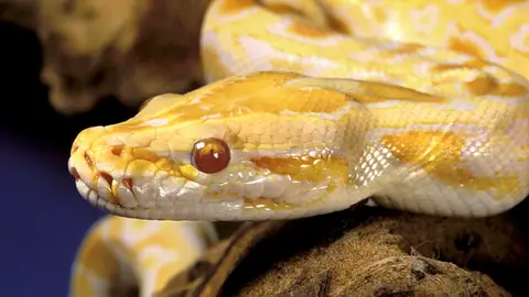 Pitón albina Pitón albina