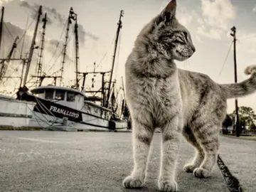 Gato callejero Gato callejero