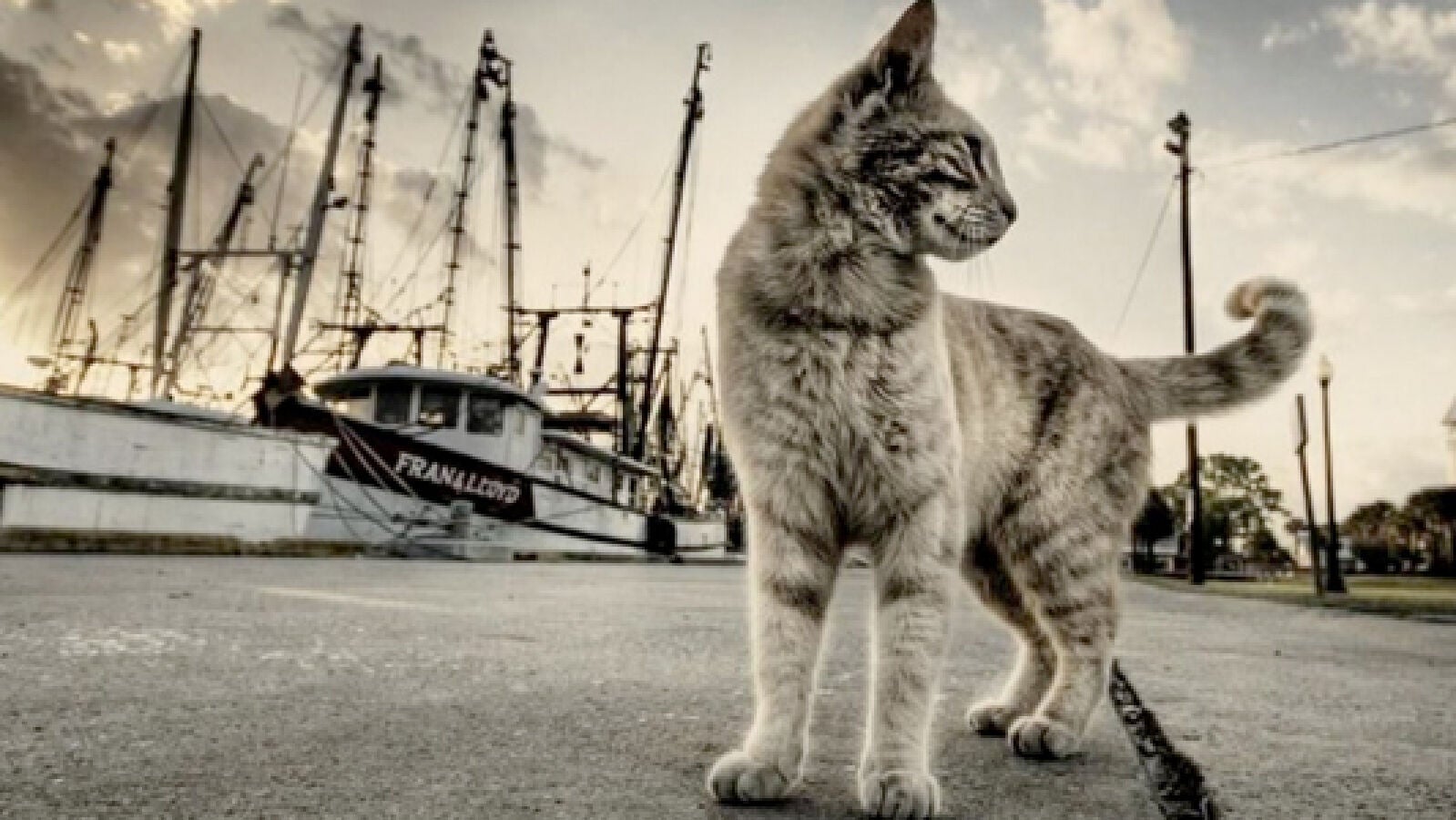 Los excrementos de gato, un problema de salud pública