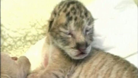 Uno de los ligres reci&eacute;n nacidos