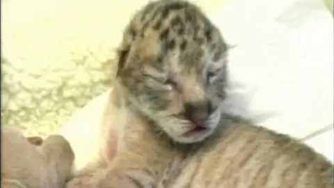 Uno de los ligres recién nacidos Uno de los ligres recién nacidos