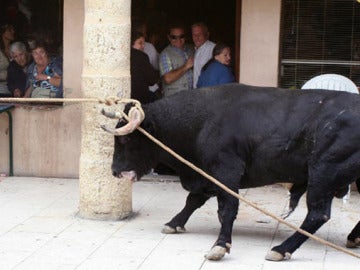 Toro enmaromado