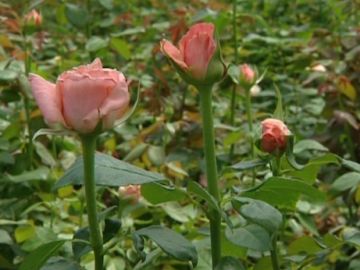 Plagas en cosechas de rosas