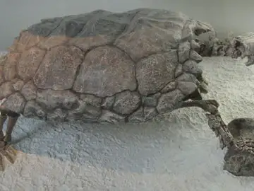 Esqueleto de una tortuga gigante de la especie Meiolania Esqueleto de una tortuga gigante de la especie Meiolania