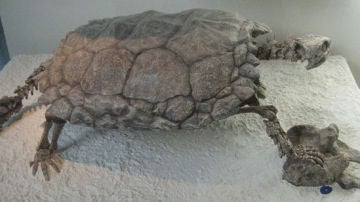Esqueleto de una tortuga gigante de la especie Meiolania
