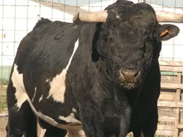 El Toro Ratón, objeto de deseo El Toro Ratón, objeto de deseo