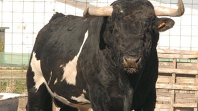 El toro 'Ratón' mata a un joven en Valencia