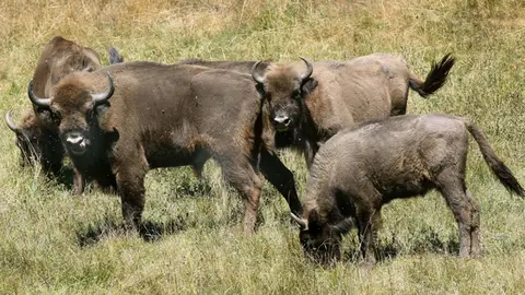 Nace el primer bisonte en mil años en España Nace el primer bisonte en mil años en España