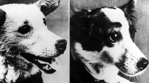 Belka y Strelka, las perras que viajaron al espacio
