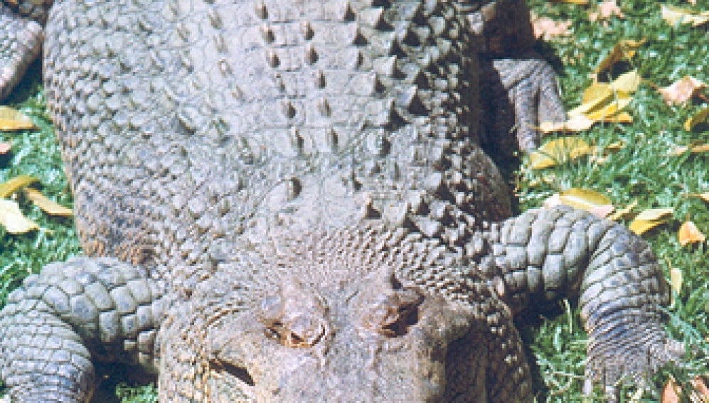Cocodrilo