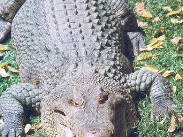 Cocodrilo Cocodrilo
