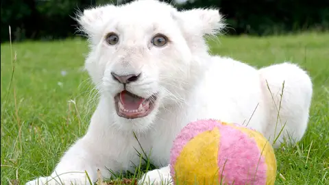 León blanco León blanco