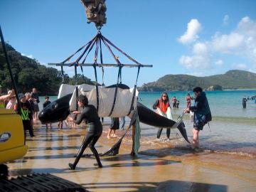 Ballenas varadas en la costa