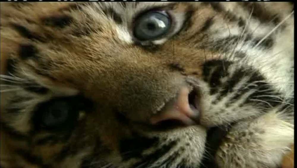 Hallan un tigre en una maleta