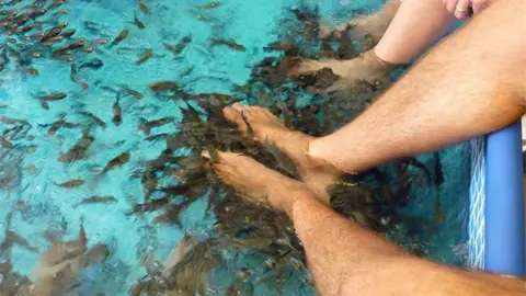 Peces garra rufa Peces garra rufa