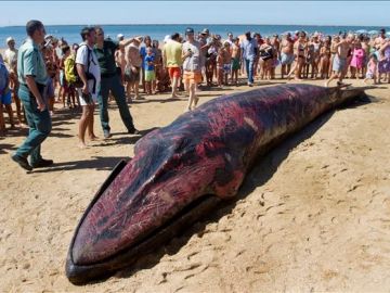 Una ballena varada en Huelva