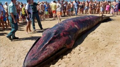 Muere la ballena de 10 metros que estaba varada en una playa de Huelva