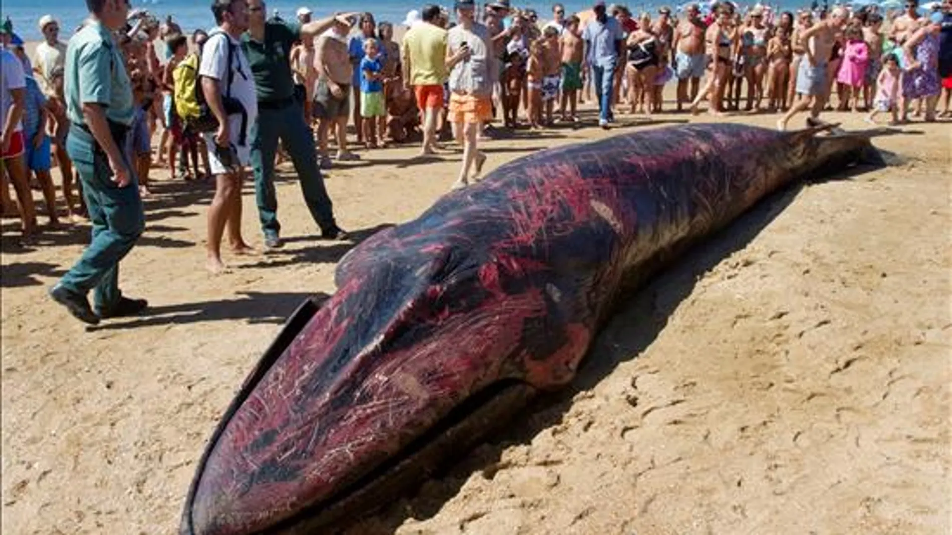 Una ballena varada en Huelva Una ballena varada en Huelva