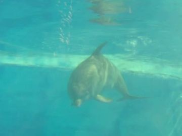 Nuevo nacimiento de un delfín en Aqualand Costa Adeje