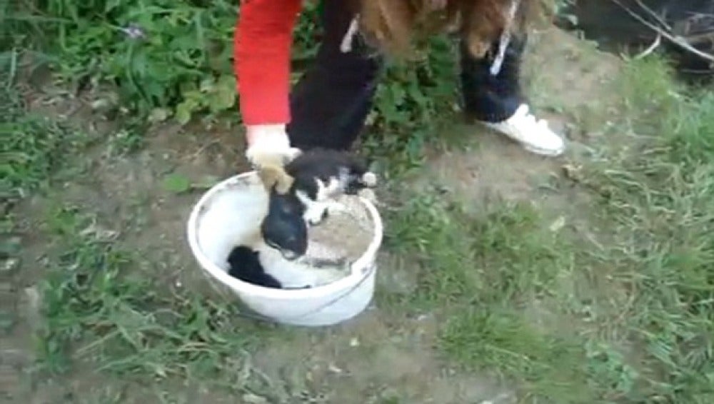 Se graba lanzando cachorros al río