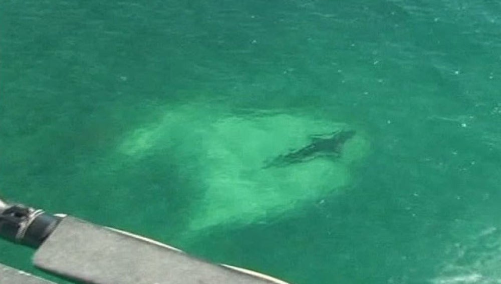 Tiburones en costas australianas