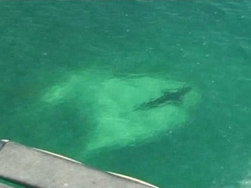 Tiburones en costas australianas Tiburones en costas australianas