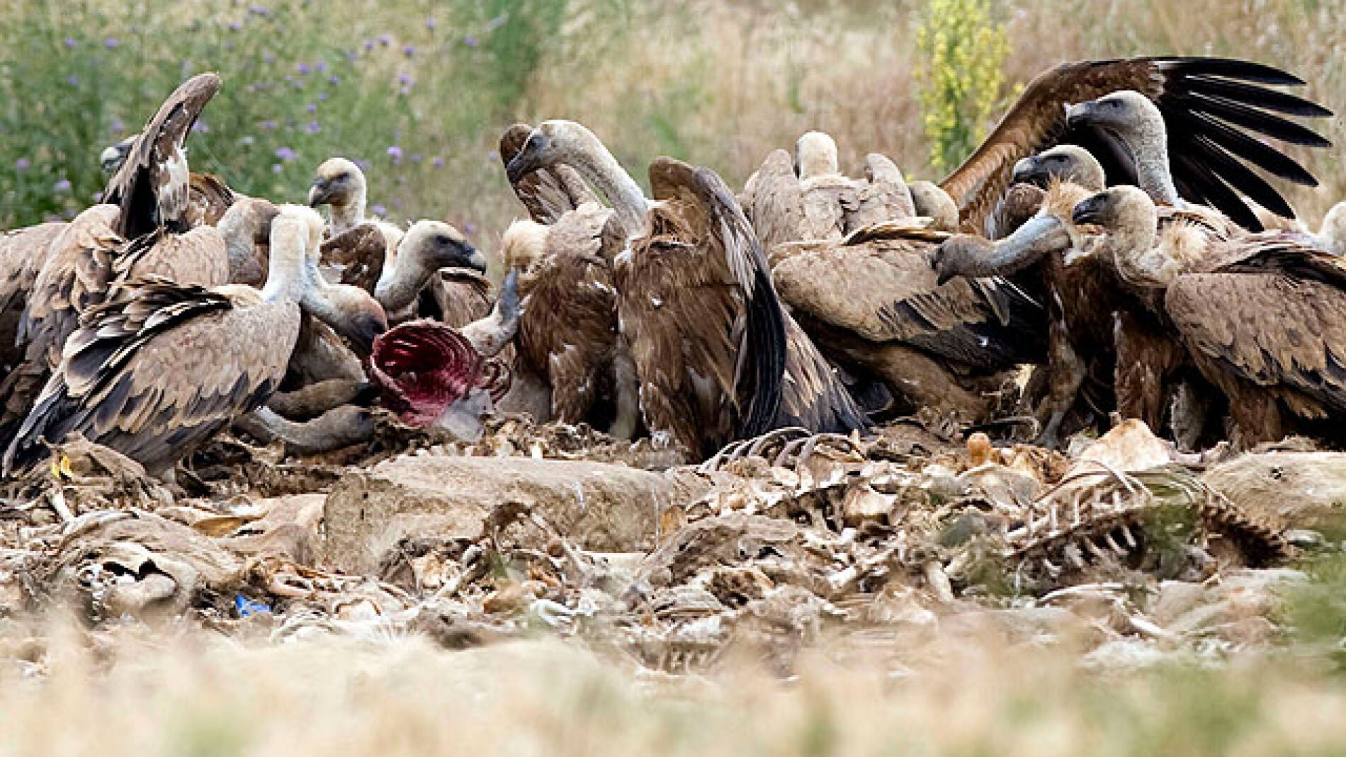 Buitres comiendo