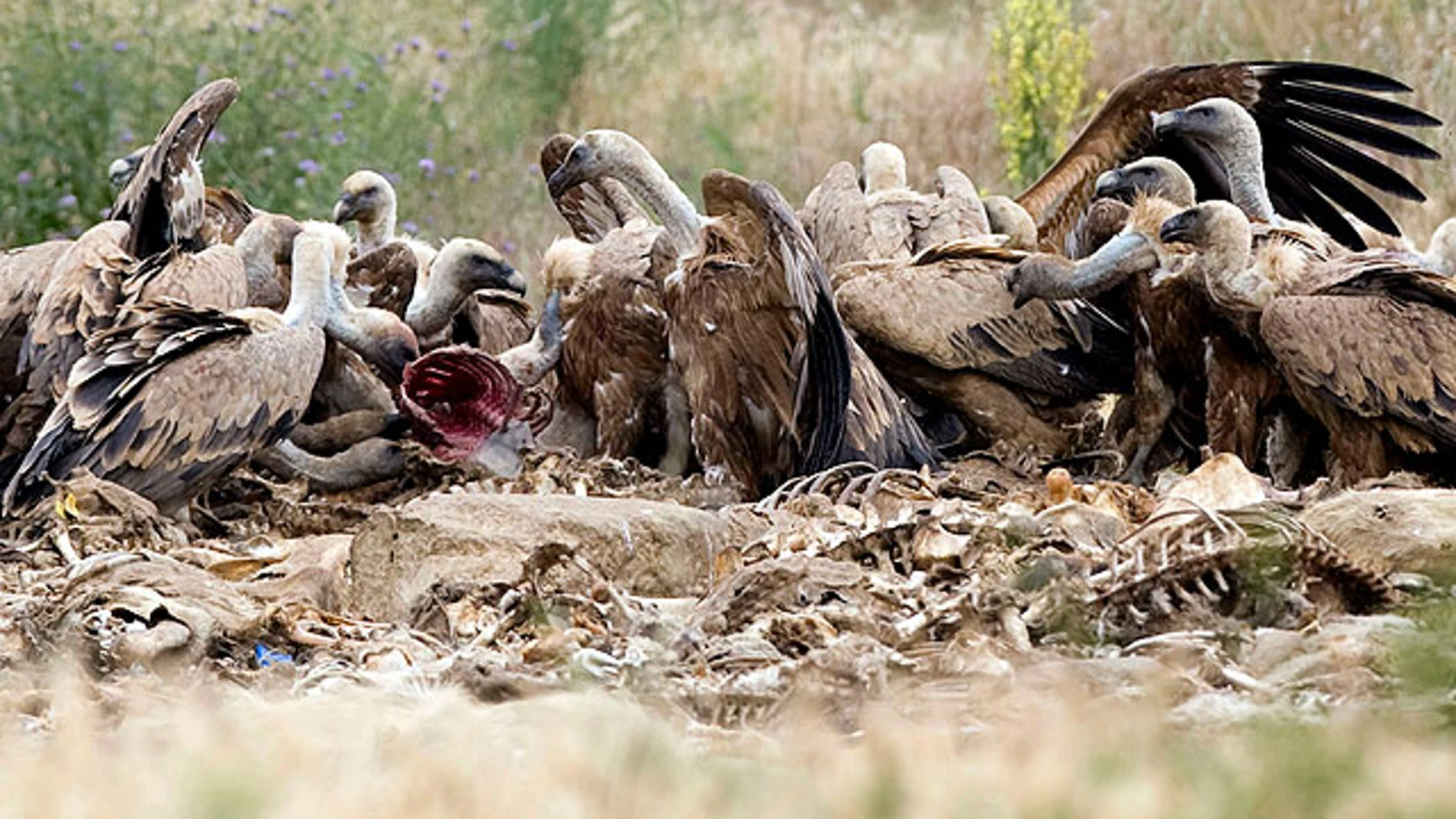 Buitres comiendo Buitres comiendo