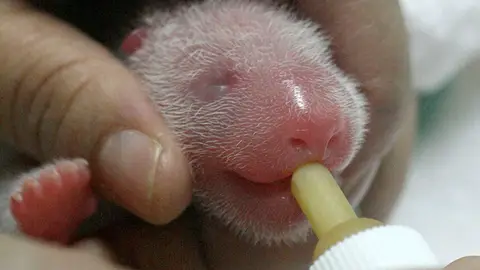 Una de las pequeñas crías de oso panda es alimentado con un biberón Una de las pequeñas crías de oso panda es alimentado con un biberón