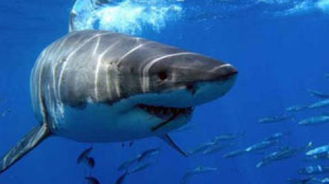 Tibur&oacute;n tigre