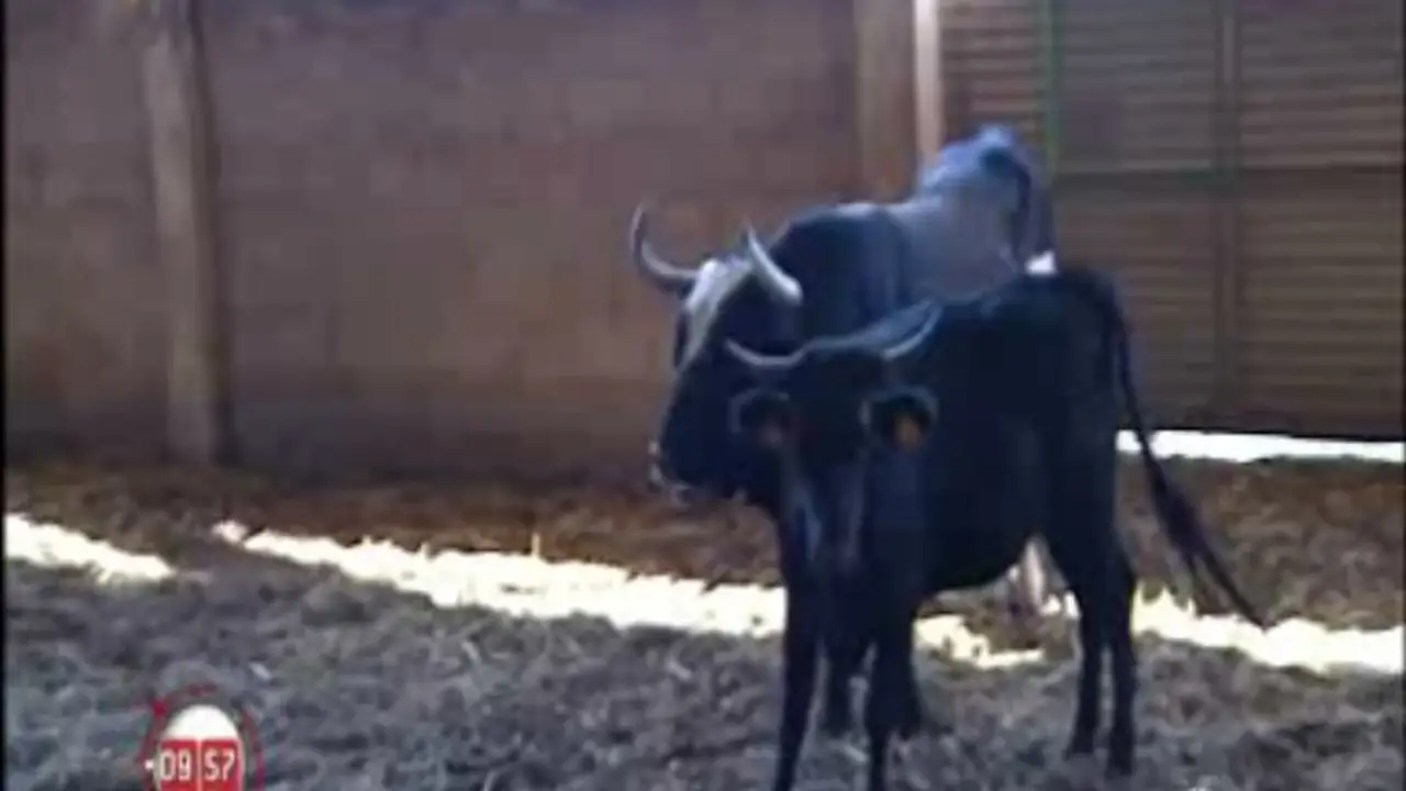 El toro 'Ratón', el toro asesino