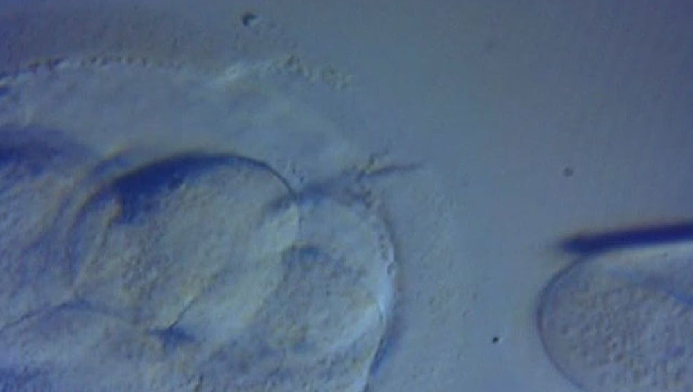 Células embrionarias