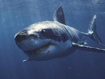 Tiburón Tiburón