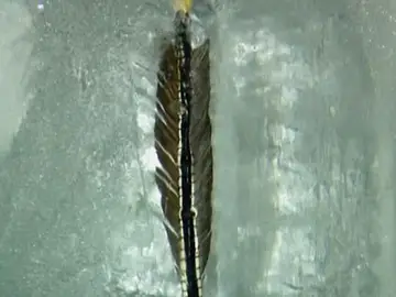Un pluma en el hielo Un pluma en el hielo