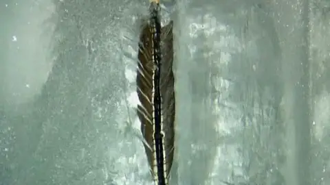 Un pluma en el hielo Un pluma en el hielo