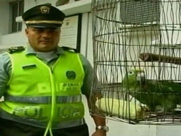 Detenido un loro en Colombia