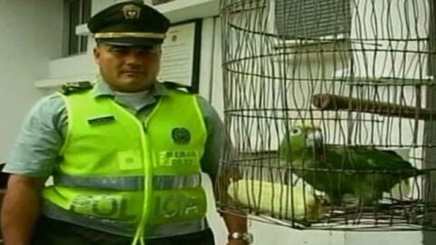 Detenido un loro en Colombia
