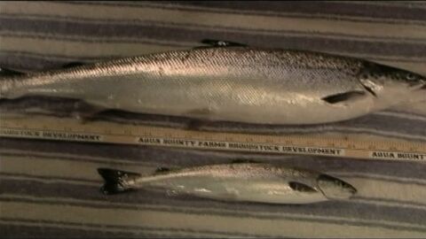 Salm&oacute;n transg&eacute;nico