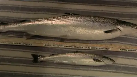 Salmón transgénico Salmón transgénico