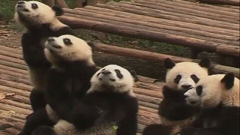 Un casting para cuidar pandas