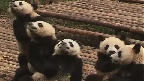 Un casting para cuidar pandas Un casting para cuidar pandas
