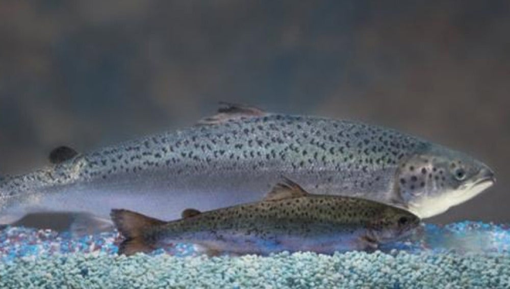 Diferencia entre salmón tradicional y transgénico