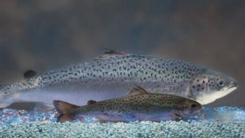 Diferencia entre salm&oacute;n tradicional y transg&eacute;nico